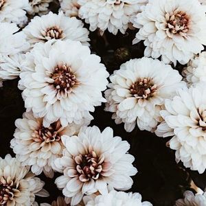 Meet your Posher, Sofia